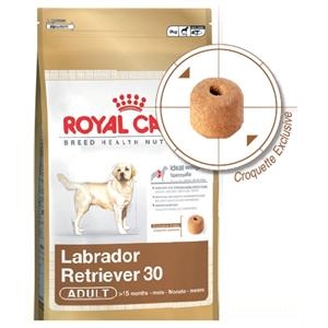 Labrador Retriever test