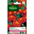 Tagetes Carmen - S2