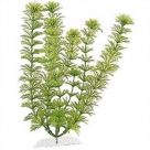 Tetra Plante M - 23cm Ambulia