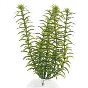 Tetra Plant S - 15cm Anacharis test