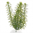 Tetra Plant S - 15cm Anacharis