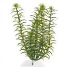 Tetra Plante S - 15cm Anarchis