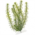 Tetra Plant M - 23cm Anacharis