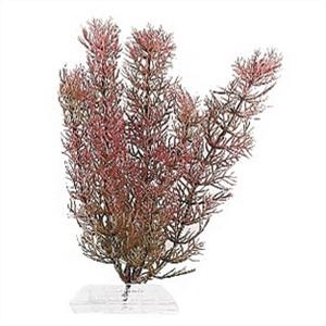 Tetra Plant M - 23cm Red Foxtail test