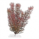 Tetra Plant M - 23cm Red Foxtail