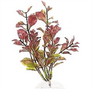 Tetra Plant S - 15cm Red Ludwigia test