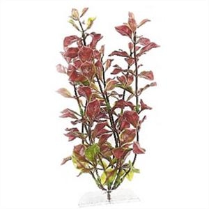 Tetra Plante - M - Red Ludwigia test