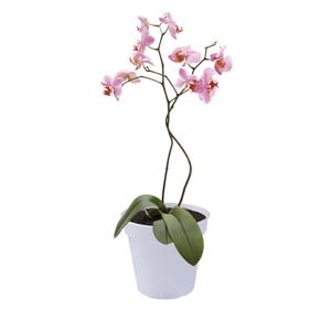 Green Basics Orchidee -- Transparant test