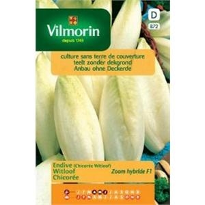 Endive (Chicore Witloof) Zoom test