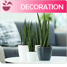 decoration